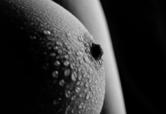 boobs, big tits, nipples, hard nipples, wet wallpaper