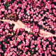 lea seydoux, french actress, nude, roses, flowers wallpaper