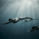 underwater, swimming, diving, bikini wallpaper