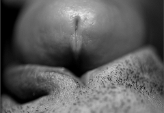 sex, pussy, dick, cock, labia, nude, black and white, closeup wallpaper